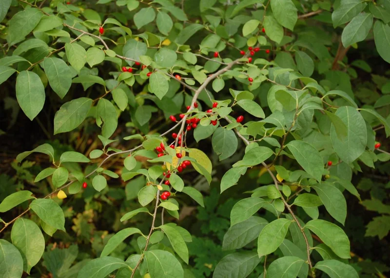 Spicebush Live Plant - Lindera Benzoin - 10-14" Tall - 1 Quart Pot - Outdoor Shrub Spicebush Live Plant - Lindera Benzoin - 10-14" Tall - 1 Quart Pot - Outdoor Shrub - Image 2
