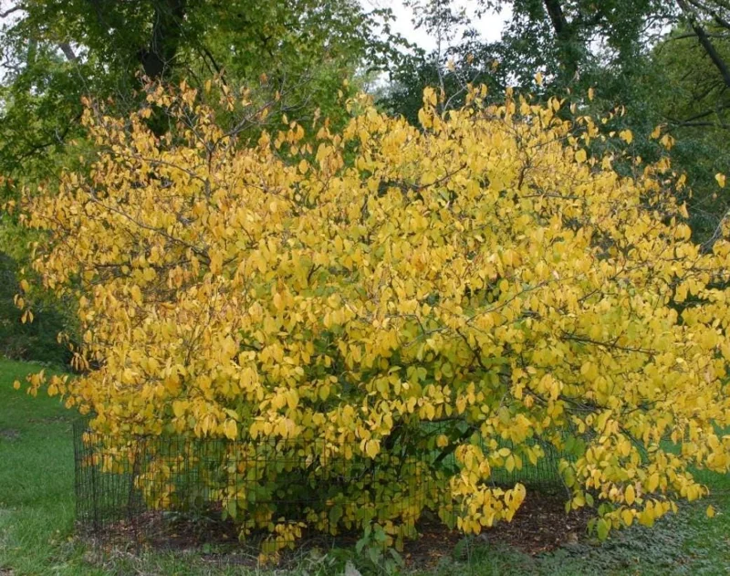 Spicebush Live Plant - Lindera Benzoin - 10-14" Tall - 1 Quart Pot - Outdoor Shrub Spicebush Live Plant - Lindera Benzoin - 10-14" Tall - 1 Quart Pot - Outdoor Shrub - Image 3
