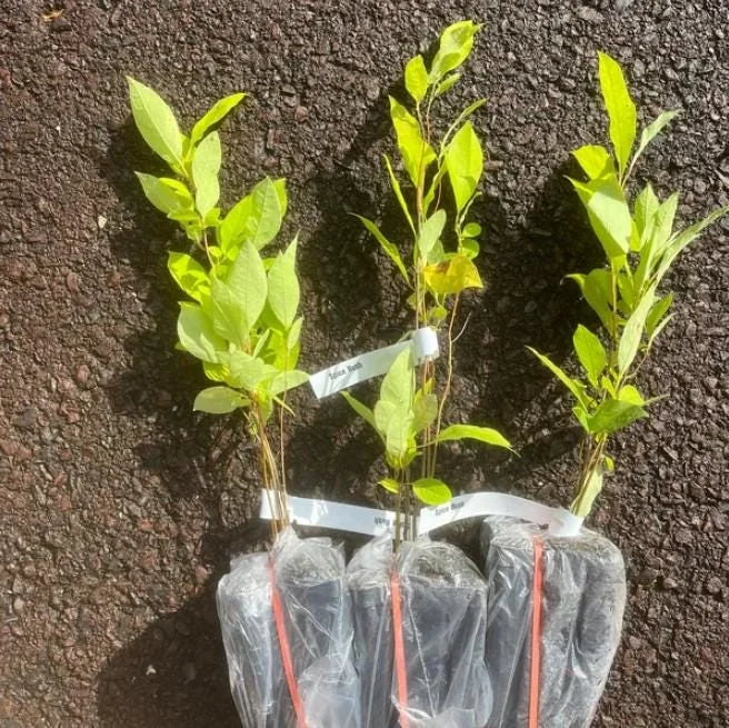 Spicebush Live Plant - Lindera Benzoin - 10-14" Tall - 1 Quart Pot - Outdoor Shrub Spicebush Live Plant - Lindera Benzoin - 10-14" Tall - 1 Quart Pot - Outdoor Shrub - Image 4