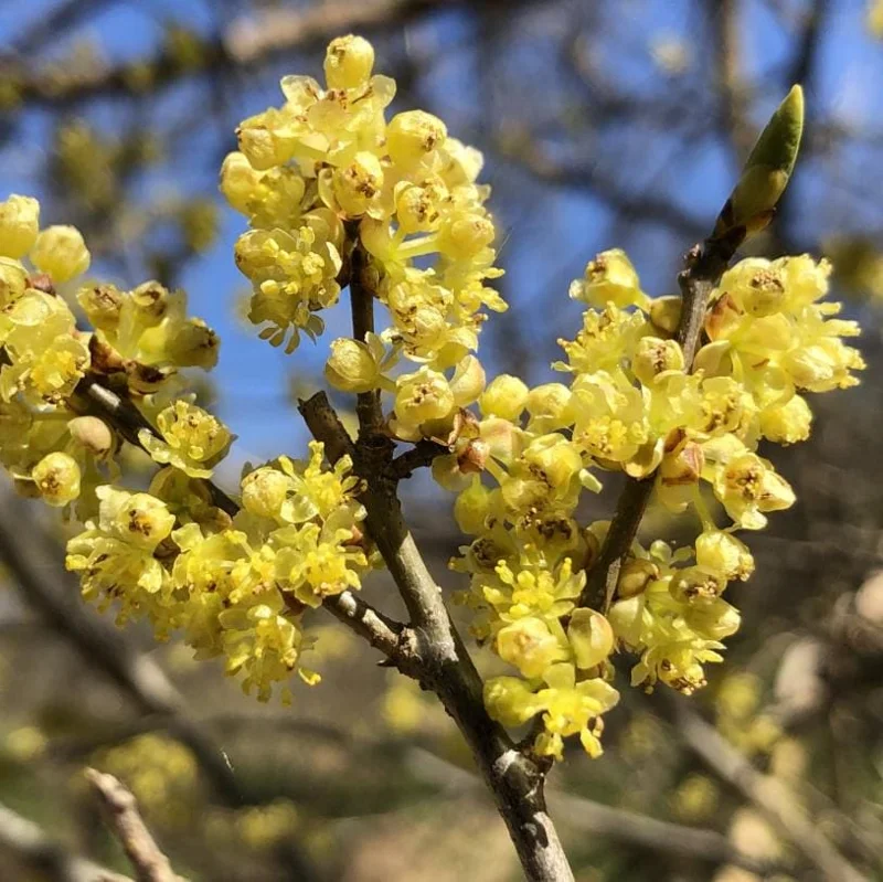 Spicebush Live Plant - Lindera Benzoin - 10-14" Tall - 1 Quart Pot - Outdoor Shrub Spicebush Live Plant - Lindera Benzoin - 10-14" Tall - 1 Quart Pot - Outdoor Shrub - Image 1