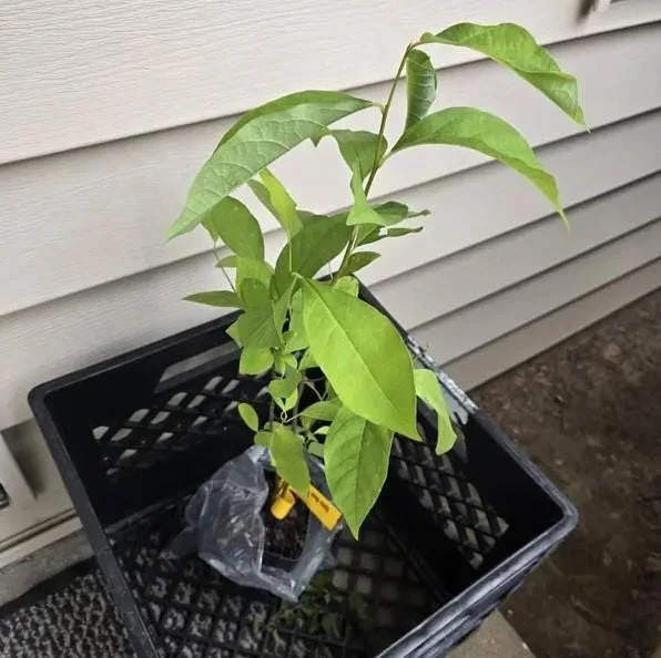 Spicebush Live Plant - Lindera Benzoin - 10-14" Tall - 1 Quart Pot - Outdoor Shrub Spicebush Live Plant - Lindera Benzoin - 10-14" Tall - 1 Quart Pot - Outdoor Shrub - Image 5