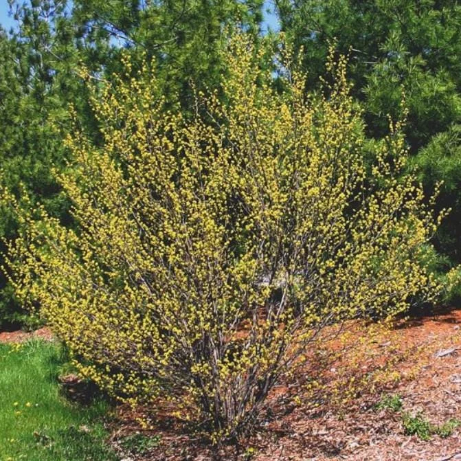 Spicebush Live Tree – Lindera Benzoin – 10-14" Tall – 1 Quart Pot – Outdoor Shrub - Image 2