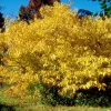 Spicebush Live Tree – Lindera Benzoin – 10-14" Tall – 1 Quart Pot – Outdoor Shrub - Image 1