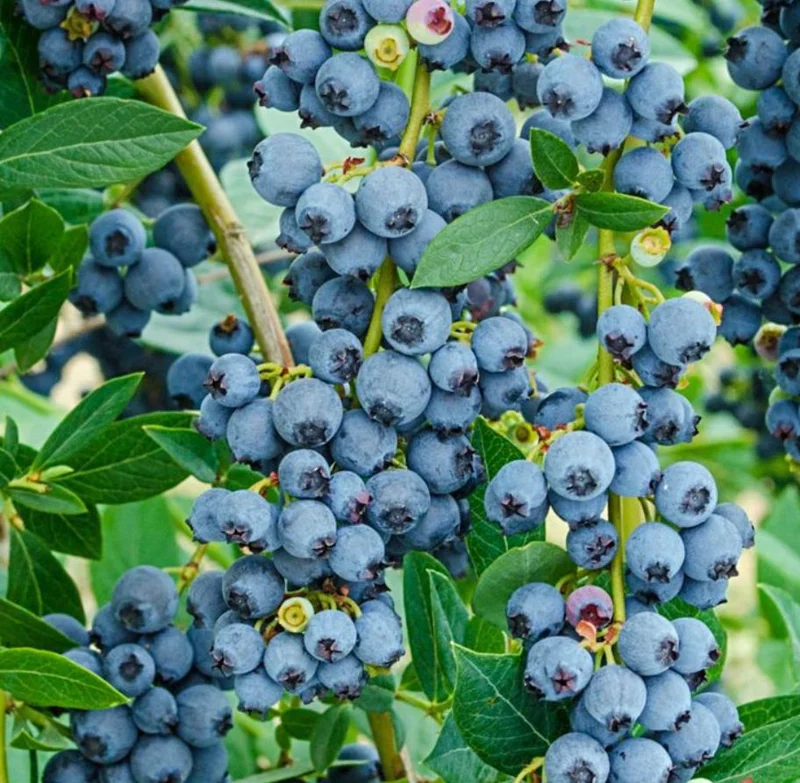 Springhigh Southern Highbush Blueberry Bush Live Plant 4-6" Tall - Early Ripening Fruit Springhigh Southern Highbush Blueberry Bush Live Plant 4-6" Tall - Early Ripening Fruit - Image 3