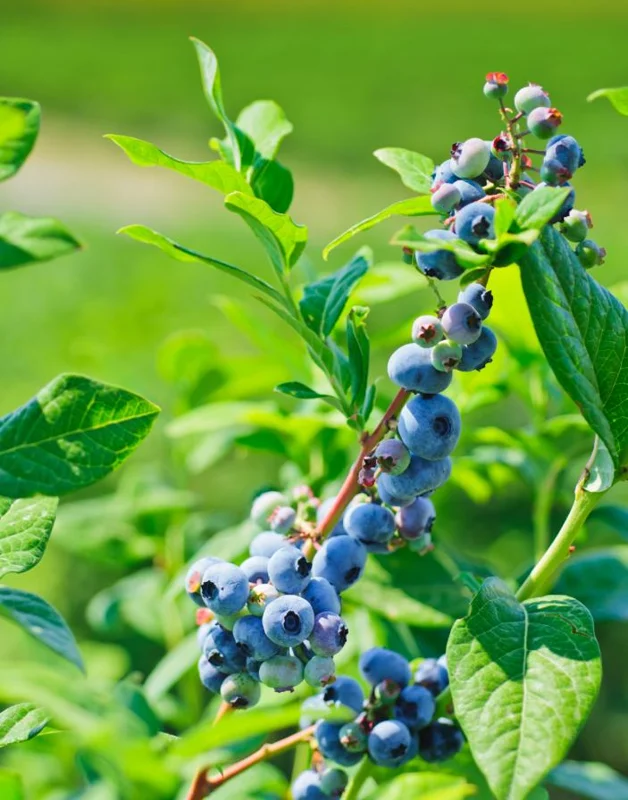 Springhigh Southern Highbush Blueberry Bush Live Plant 4-6" Tall - Early Ripening Fruit Springhigh Southern Highbush Blueberry Bush Live Plant 4-6" Tall - Early Ripening Fruit - Image 4