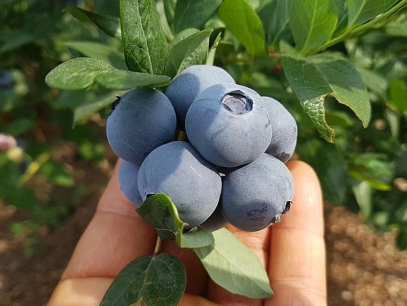 Springhigh Southern Highbush Blueberry Bush Live Plant 4-6" Tall - Early Ripening Fruit Springhigh Southern Highbush Blueberry Bush Live Plant 4-6" Tall - Early Ripening Fruit - Image 5