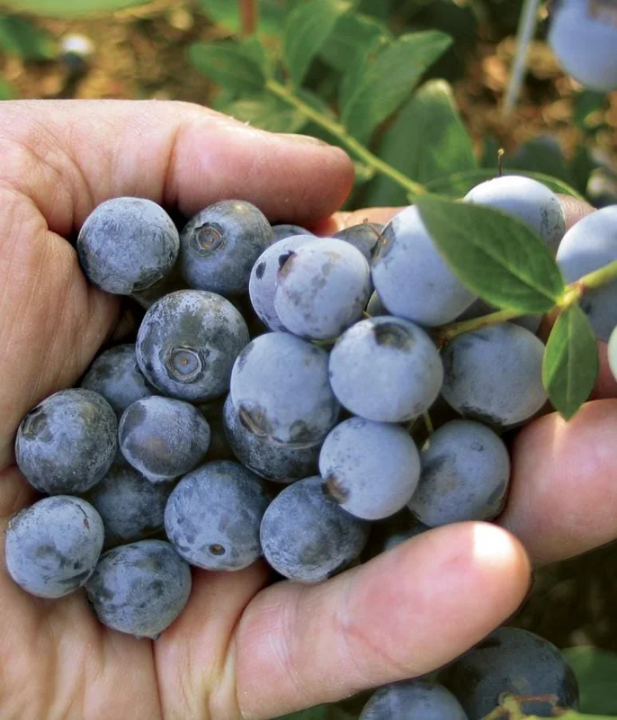 Springhigh Southern Highbush Blueberry Bush Live Plant 4-6" Tall - Early Ripening Fruit Springhigh Southern Highbush Blueberry Bush Live Plant 4-6" Tall - Early Ripening Fruit - Image 6