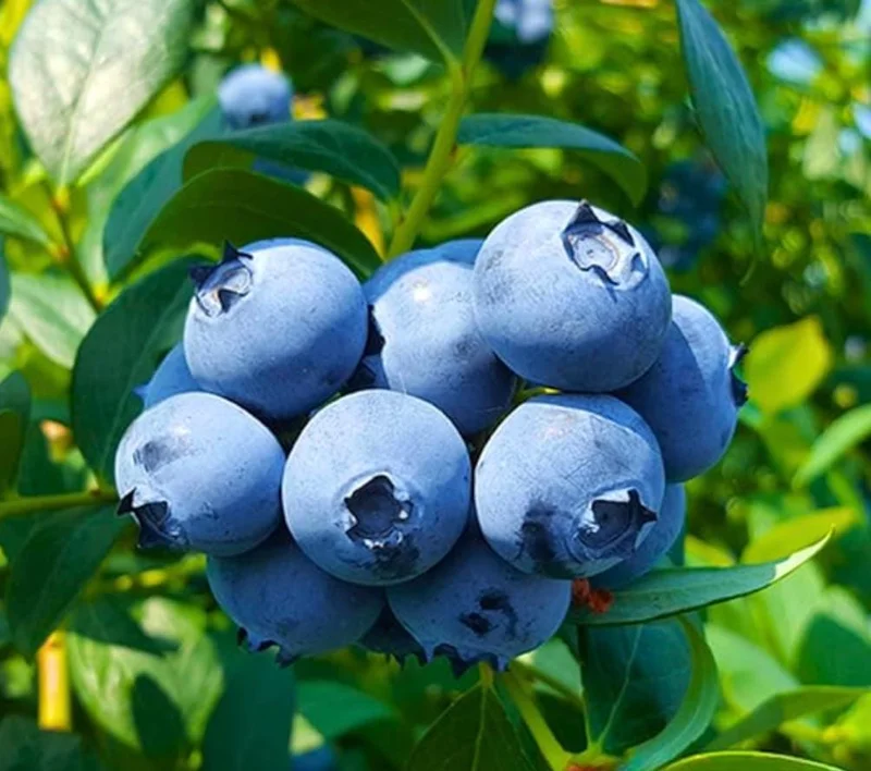 Springhigh Southern Highbush Blueberry Bush Live Plant 4-6" Tall - Early Ripening Fruit Springhigh Southern Highbush Blueberry Bush Live Plant 4-6" Tall - Early Ripening Fruit - Image 7