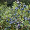 Springhigh Southern Highbush Blueberry Bush Live Plant 4-6" Tall - Early Ripening Fruit Springhigh Southern Highbush Blueberry Bush Live Plant 4-6" Tall - Early Ripening Fruit - Image 1