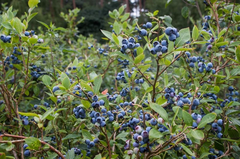 Springhigh Southern Highbush Blueberry Bush Live Plant 4-6" Tall - Early Ripening Fruit Springhigh Southern Highbush Blueberry Bush Live Plant 4-6" Tall - Early Ripening Fruit - Image 1