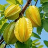 Star Fruit Live Tree – Averrhoa Carambola Seedling – 4 Inch Pot Tropical Plant - Image 1