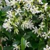 Star Jasmine Live Plant – Trachelospermum Jasminoides – Fragrant White Flowers – 5-7 Inch Tall – Outdoor Vine - Image 1