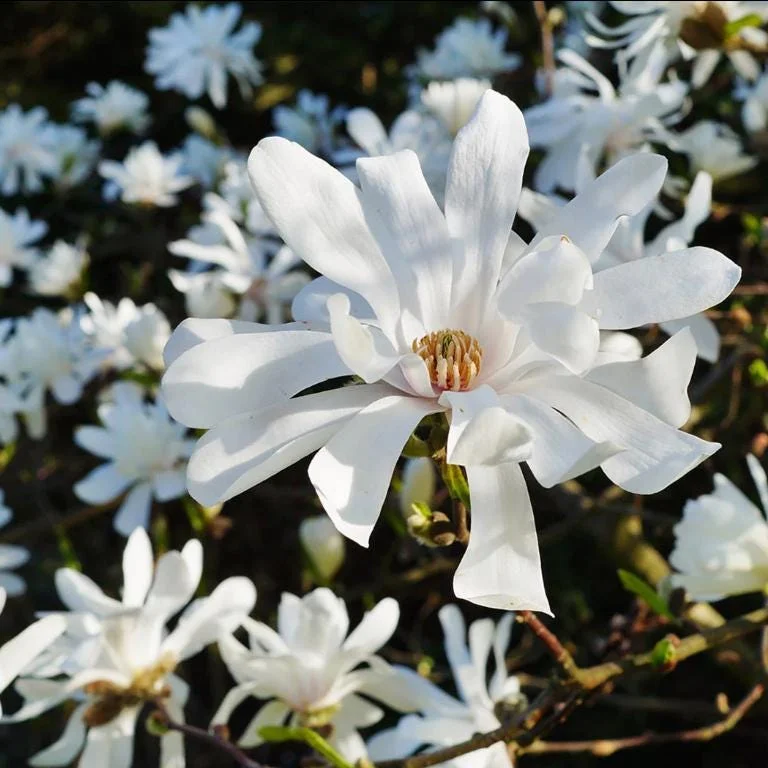 Star Magnolia Live Plant - 18-24" Tall, White Blooms, 1 Gallon Pot, Outdoor Star Magnolia Live Plant - 18-24" Tall, White Blooms, 1 Gallon Pot, Outdoor - Image 2