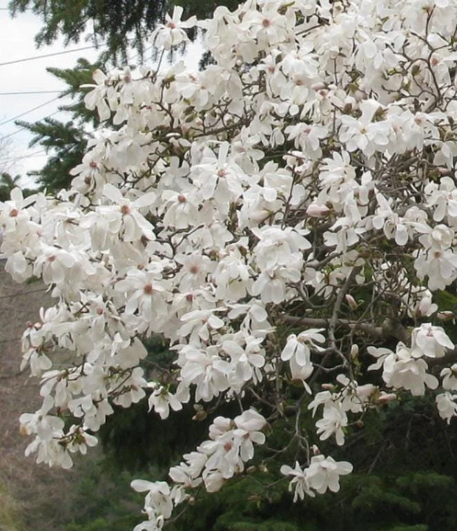 Star Magnolia Live Plant - 18-24" Tall, White Blooms, 1 Gallon Pot, Outdoor Star Magnolia Live Plant - 18-24" Tall, White Blooms, 1 Gallon Pot, Outdoor - Image 3
