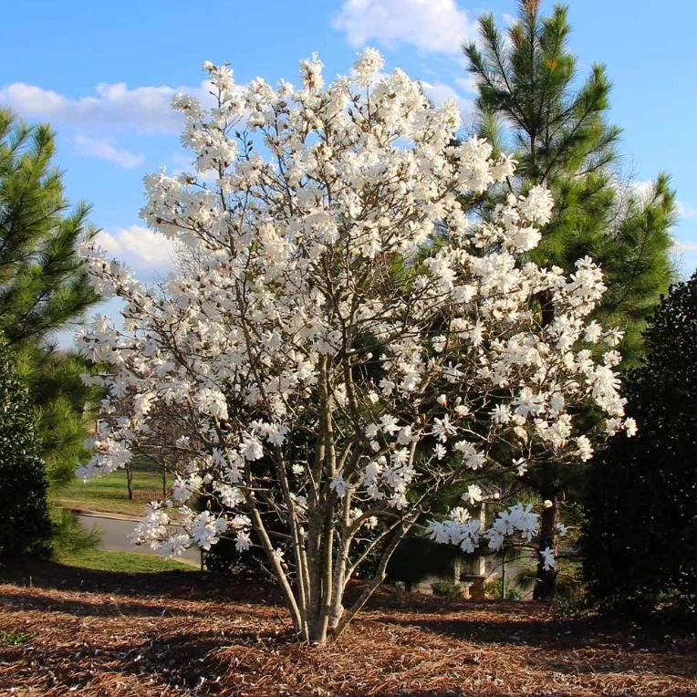Star Magnolia Live Plant - 18-24" Tall, White Blooms, 1 Gallon Pot, Outdoor Star Magnolia Live Plant - 18-24" Tall, White Blooms, 1 Gallon Pot, Outdoor - Image 4