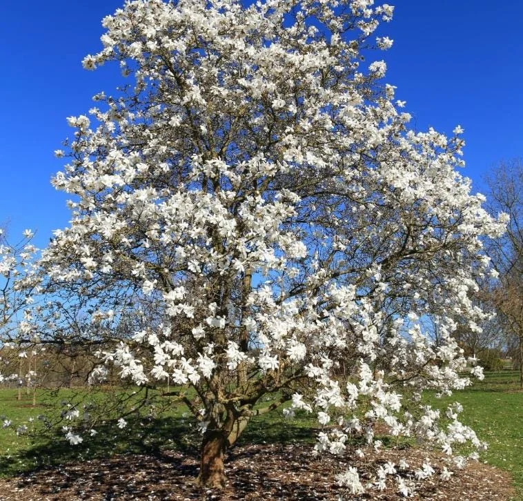 Star Magnolia Live Plant - 18-24" Tall, White Blooms, 1 Gallon Pot, Outdoor Star Magnolia Live Plant - 18-24" Tall, White Blooms, 1 Gallon Pot, Outdoor - Image 5