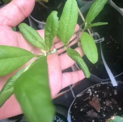 Star Magnolia Live Plant - 18-24" Tall, White Blooms, 1 Gallon Pot, Outdoor Star Magnolia Live Plant - 18-24" Tall, White Blooms, 1 Gallon Pot, Outdoor - Image 6