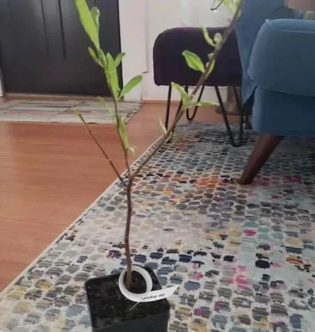 Star Magnolia Live Plant - 18-24" Tall, White Blooms, 1 Gallon Pot, Outdoor Star Magnolia Live Plant - 18-24" Tall, White Blooms, 1 Gallon Pot, Outdoor - Image 7