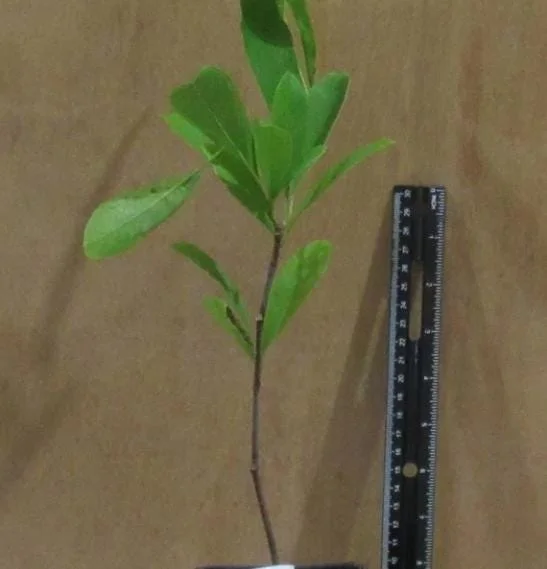 Star Magnolia Live Plant - 18-24" Tall, White Blooms, 1 Gallon Pot, Outdoor Star Magnolia Live Plant - 18-24" Tall, White Blooms, 1 Gallon Pot, Outdoor - Image 8