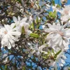 Star Magnolia Live Plant - 18-24" Tall, White Blooms, 1 Gallon Pot, Outdoor - Image 1