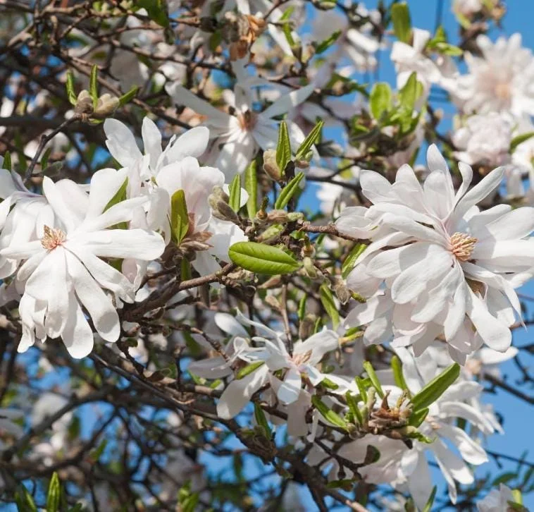 Star Magnolia Live Plant - 18-24" Tall, White Blooms, 1 Gallon Pot, Outdoor Star Magnolia Live Plant - 18-24" Tall, White Blooms, 1 Gallon Pot, Outdoor - Image 1