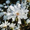 Star Magnolia Live Plant - White Blooms - 4" Pot - 6-12" Tall - Outdoor Flowering Tree - Image 1