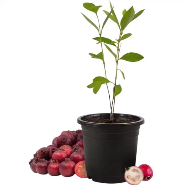 Strawberry Guava Live Starter Plant for Planting, Strawberry Guava Tree, Sweet Tropical Fruit, 4 to 6 Inch Tall, Ship No Pot Strawberry Guava Live Starter Plant for Planting, Strawberry Guava Tree, Sweet Tropical Fruit, 4 to 6 Inch Tall, Ship No Pot - Image 2
