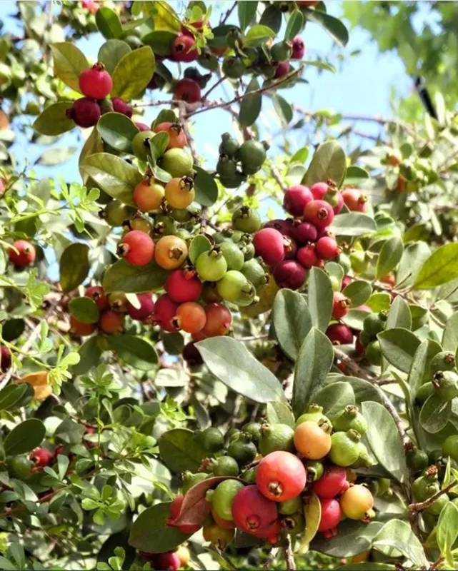 Strawberry Guava Live Starter Plant for Planting, Strawberry Guava Tree, Sweet Tropical Fruit, 4 to 6 Inch Tall, Ship No Pot Strawberry Guava Live Starter Plant for Planting, Strawberry Guava Tree, Sweet Tropical Fruit, 4 to 6 Inch Tall, Ship No Pot - Image 9