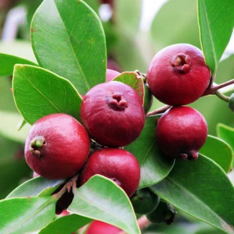 Strawberry Guava Tree Live Plant - Tropical Fruit Tree in Half Gal Pot Strawberry Guava Tree Live Plant - Tropical Fruit Tree in Half Gal Pot - Image 2