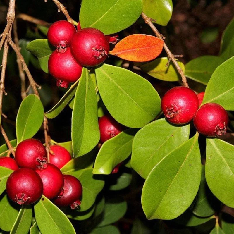 Strawberry Guava Tree Live Plant - Tropical Fruit Tree in Half Gal Pot Strawberry Guava Tree Live Plant - Tropical Fruit Tree in Half Gal Pot - Image 3