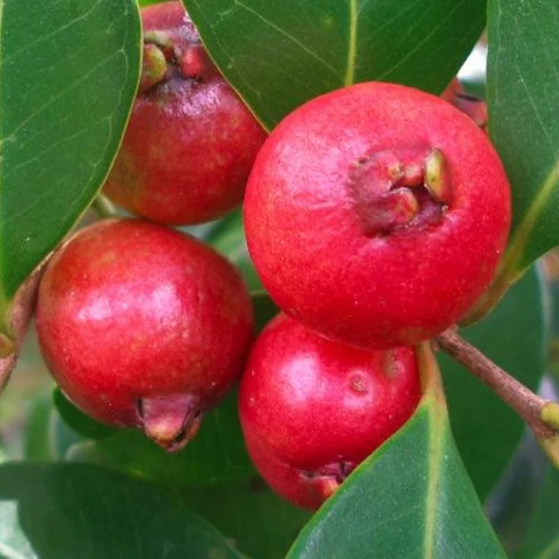 Strawberry Guava Tree Live Plant - Tropical Fruit Tree in Half Gal Pot Strawberry Guava Tree Live Plant - Tropical Fruit Tree in Half Gal Pot - Image 4