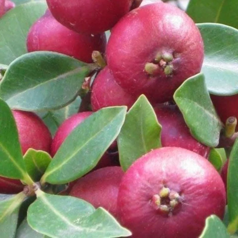 Strawberry Guava Tree Live Plant - Tropical Fruit Tree in Half Gal Pot Strawberry Guava Tree Live Plant - Tropical Fruit Tree in Half Gal Pot - Image 5