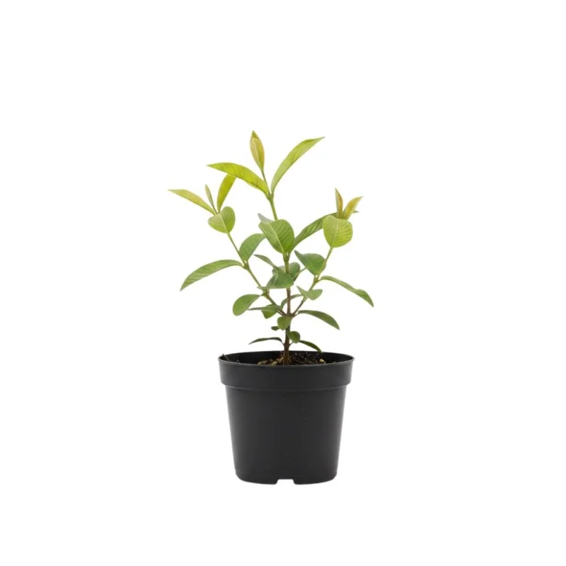 Strawberry Guava Tree Live Plant - Tropical Fruit Tree in Half Gal Pot Strawberry Guava Tree Live Plant - Tropical Fruit Tree in Half Gal Pot - Image 6