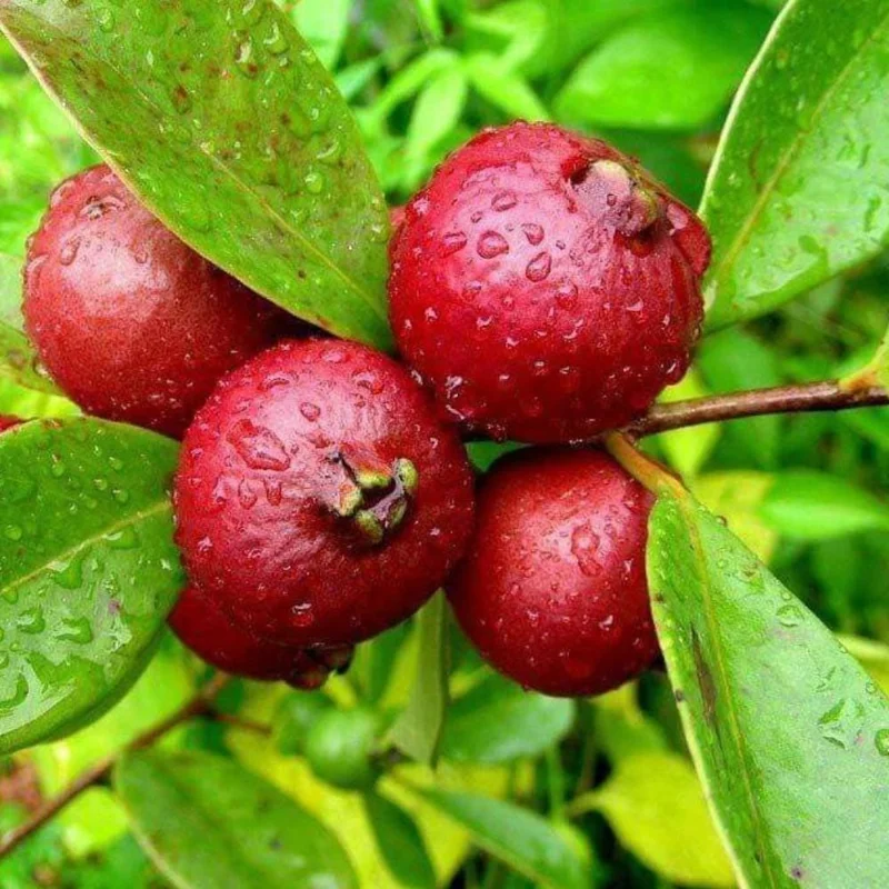 Strawberry Guava Tree Live Plant - Tropical Fruit Tree in Half Gal Pot Strawberry Guava Tree Live Plant - Tropical Fruit Tree in Half Gal Pot - Image 1