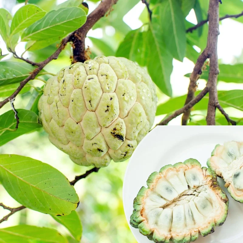 Sugar Apple Live Plant (Annona Squamosa) – 16-20 Inches Tall, 1 Gallon Pot, Sweet Custard Fruit Tree - Image 2