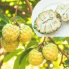 Sugar Apple Live Plant (Annona Squamosa) – 16-20 Inches Tall, 1 Gallon Pot, Sweet Custard Fruit Tree Sugar Apple Live Plant (Annona Squamosa) – 16-20 Inches Tall, 1 Gallon Pot, Sweet Custard Fruit Tree - Image 1