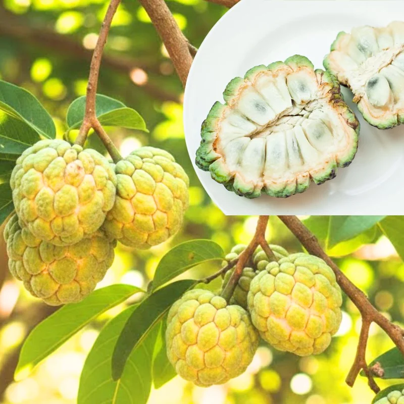 Sugar Apple Live Plant (Annona Squamosa) – 16-20 Inches Tall, 1 Gallon Pot, Sweet Custard Fruit Tree - Image 1