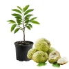 Sugar Apple Live Plant - Sweet Annona Squamosa Seedling 10-14" Tall, Half Gallon Pot Sugar Apple Live Plant - Sweet Annona Squamosa Seedling 10-14" Tall, Half Gallon Pot - Image 1
