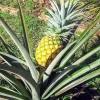 Sugarloaf Pineapple Live Plant Set - 2 Ananas comosus Starters, 4-6" Tall, Edible Tropical Fruit - Image 1