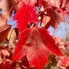 Sun Valley Maple Live Tree - 1-2ft Tall - 1 Quart Pot - Acer rubrum - Image 1