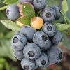 Sunshine Blueberry Bushes Live Plants – Set of 2, 4-6 Inch Tall – Fruit Trees Outdoor - Image 1