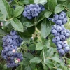 Sunshine Blueberry Live Plant, 4-6 Inch Tall, Semi-Dwarf Fruit Bush for Containers, USDA Zones 5-10 - Image 1