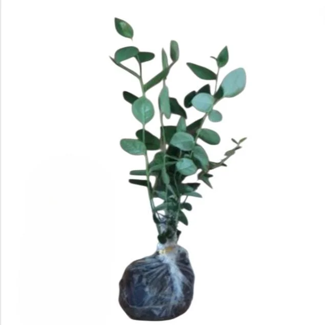 Sunshine Blueberry Live Starter Plant Bush for Home Garden, 4-8 Inch Tall Sunshine Blueberry Live Starter Plant Bush for Home Garden, 4-8 Inch Tall - Image 10