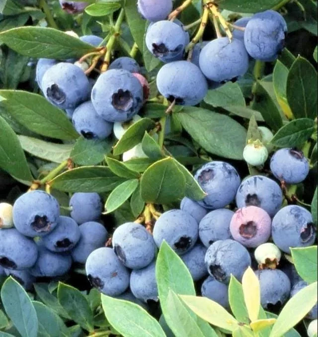 Sunshine Blueberry Live Starter Plant Bush for Home Garden, 4-8 Inch Tall Sunshine Blueberry Live Starter Plant Bush for Home Garden, 4-8 Inch Tall - Image 2