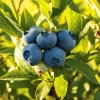 Sunshine Blueberry Live Starter Plant Bush for Home Garden, 4-8 Inch Tall Sunshine Blueberry Live Starter Plant Bush for Home Garden, 4-8 Inch Tall - Image 1