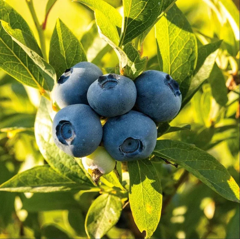 Sunshine Blueberry Live Starter Plant Bush for Home Garden, 4-8 Inch Tall Sunshine Blueberry Live Starter Plant Bush for Home Garden, 4-8 Inch Tall - Image 1