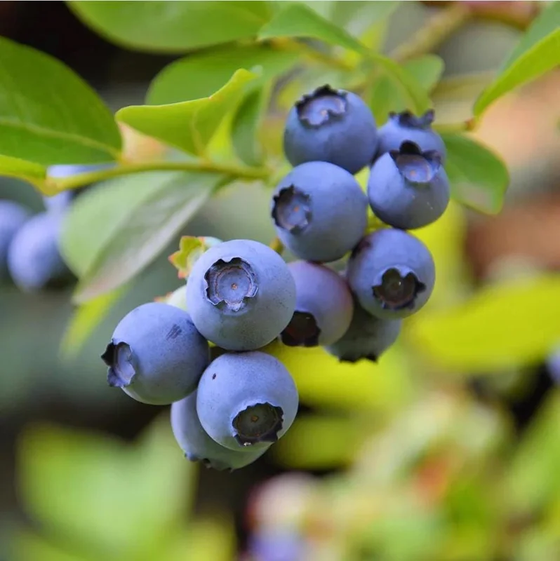 Sunshine Blueberry Live Starter Plant Bush for Home Garden, 4-8 Inch Tall Sunshine Blueberry Live Starter Plant Bush for Home Garden, 4-8 Inch Tall - Image 4
