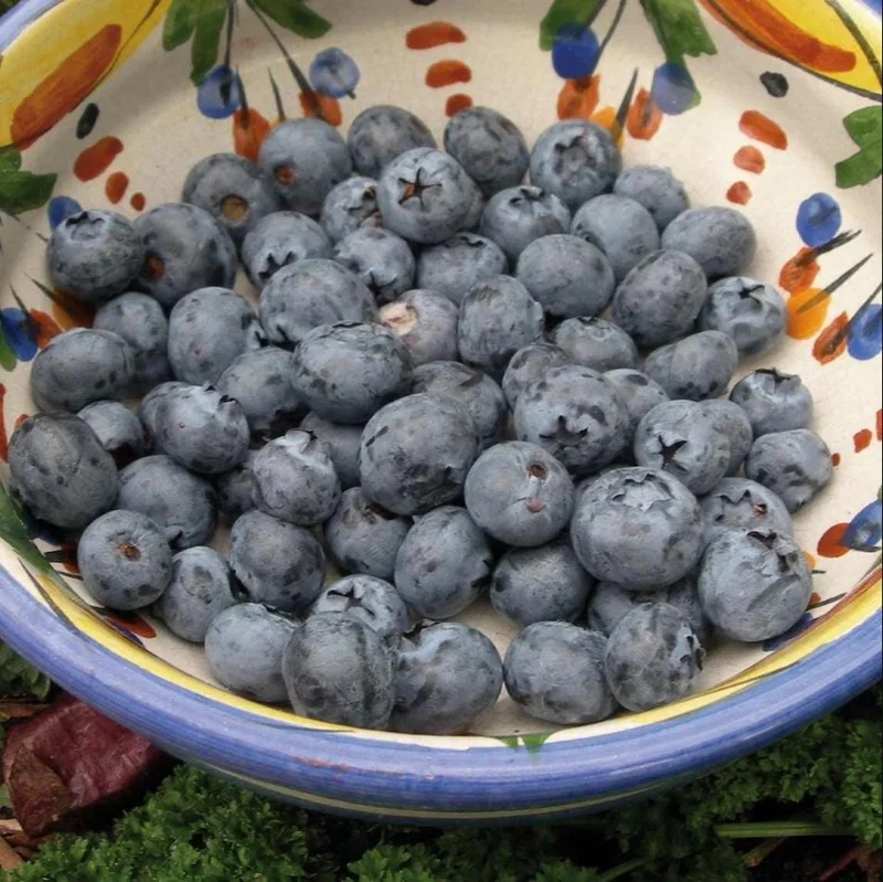 Sunshine Blueberry Live Starter Plant Bush for Home Garden, 4-8 Inch Tall Sunshine Blueberry Live Starter Plant Bush for Home Garden, 4-8 Inch Tall - Image 7