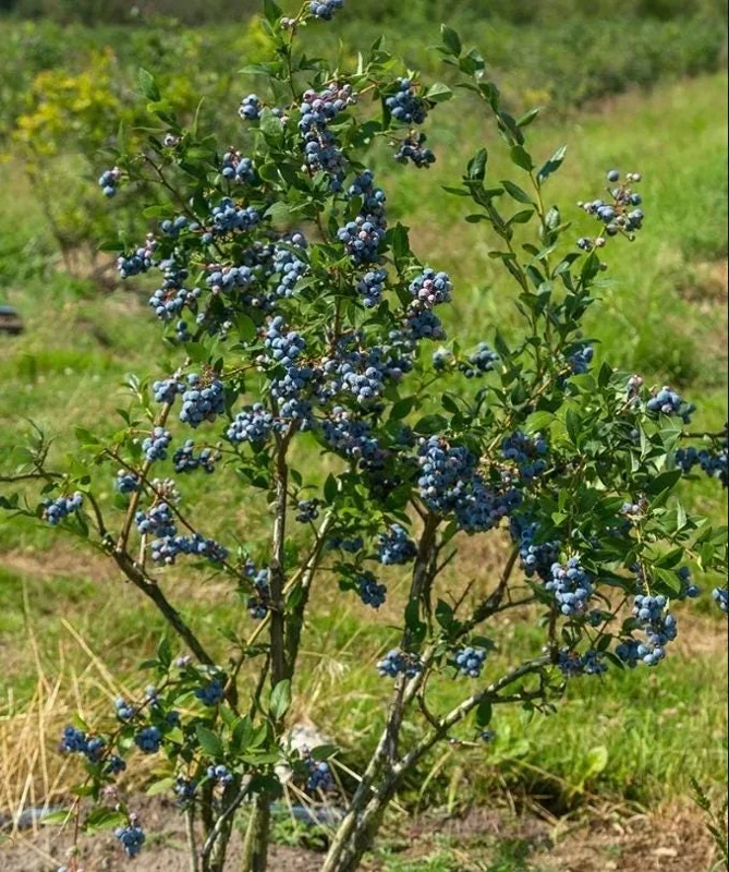 Sunshine Blueberry Live Starter Plant Bush for Home Garden, 4-8 Inch Tall Sunshine Blueberry Live Starter Plant Bush for Home Garden, 4-8 Inch Tall - Image 9