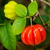 Surinam Cherry Live Plants - 2 Pack, 4-6" Tall Tropical Shrub, Edible Fruit Surinam Cherry Live Plants - 2 Pack, 4-6" Tall Tropical Shrub, Edible Fruit - Image 1